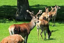 Rotwild-Konflikt im Erzgebirge: Abschuss, Waldschäden und Jagdrecht

Der Streit ums Rotwild im Erzgebirge eskaliert. Aktuelle Zahlen zu Abschussquoten, Wildschäden im Wal