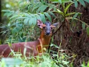Kivu-duiker