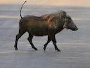 Common Warthog (Phacochoerus africanus), 3 of 4