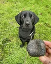 Labrodors – great hunters, even if they hunt mushrooms. 

Labrador is hunting dog, so … If a Labrador is picking mushrooms, it's called hunting anyway, just mushroom hunt