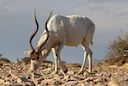 Addaks (Skeerhoringantilope) Addaks (Skeerhoringantilope)