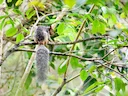 Guayaquil-seekatjie (Sciurus stramineus), 4 of 4