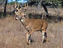 Idaho Finds Another Deer With Chronic Wasting Disease
Idaho wildlife officials say the first confirmed case this year of chronic wasting disease has been detected in a de