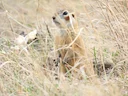 Rooiwang-grondeekhoorn (Spermophilus erythrogenys), 5 of 5