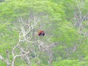 Guyanase rooi skreeuapie (Alouatta macconnelli), 4 of 5