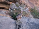 Smith se rooi haas (Pronolagus rupestris), 2 of 7