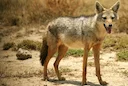 Die gewone jakkals, Of Asiatiese jakkals, of chekalka (latyn Canis aureus, letterlik — "goue hond") is'n soogdier uit die hondefamilie. Die suksesvolle verspreiding van d