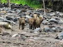 Collared Peccary (Pecari tajacu), 3 of 4