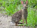 Oosterse katoenstertkonyn (Sylvilagus floridanus), 2 of 3