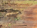 Vierhoringsantilope (Tetracerus quadricornis), 3 of 5
