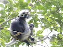 Indochinese grys-langur (Trachypithecus crepusculus), 2 of 4