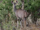Groot koesoe (Tragelaphus strepsiceros), 4 of 8