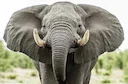 Olifante is die grootste landdiere op Aarde. Hulle woon in Suidoos-Asië en Afrika in tropiese woude en savanne. Die grootste Is afrika-savanna-olifante, hul massa kan 6 t
