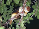 Swartkolletjieskoeskoes