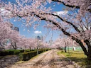 Japan in Cherry Blossom Season
While Japan is beautiful year-round, the few weeks each spring when cherry trees across the country explode with blossoms is a particularl Japan in Cherry Blossom Season
While Japan is beautiful year-round, the few weeks each spring when cherry trees across the country explode with blossoms is a particularl