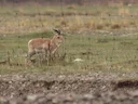 Przewalski-se gazelle (Procapra przewalskii), 4 of 5