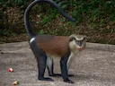 Mona-aap (Cercopithecus mona), 3 of 4