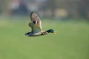 Fish and Game Downplays Drone Concerns as New Zealand Duck Hunting Season Opens
As New Zealand's annual gamebird hunting season got underway on Saturday, Fish and Game Fish and Game Downplays Drone Concerns as New Zealand Duck Hunting Season Opens
As New Zealand's annual gamebird hunting season got underway on Saturday, Fish and Game