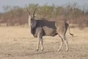 Gewone eland (Eland) (Taurotragus oryx), 2 of 3