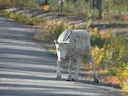 Reënbeer (Rangifer tarandus), 3 of 10