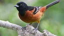 French court overrules government on bird hunting licences

France’s top administrative court has suspended new permits given out by the government for traditional bird h