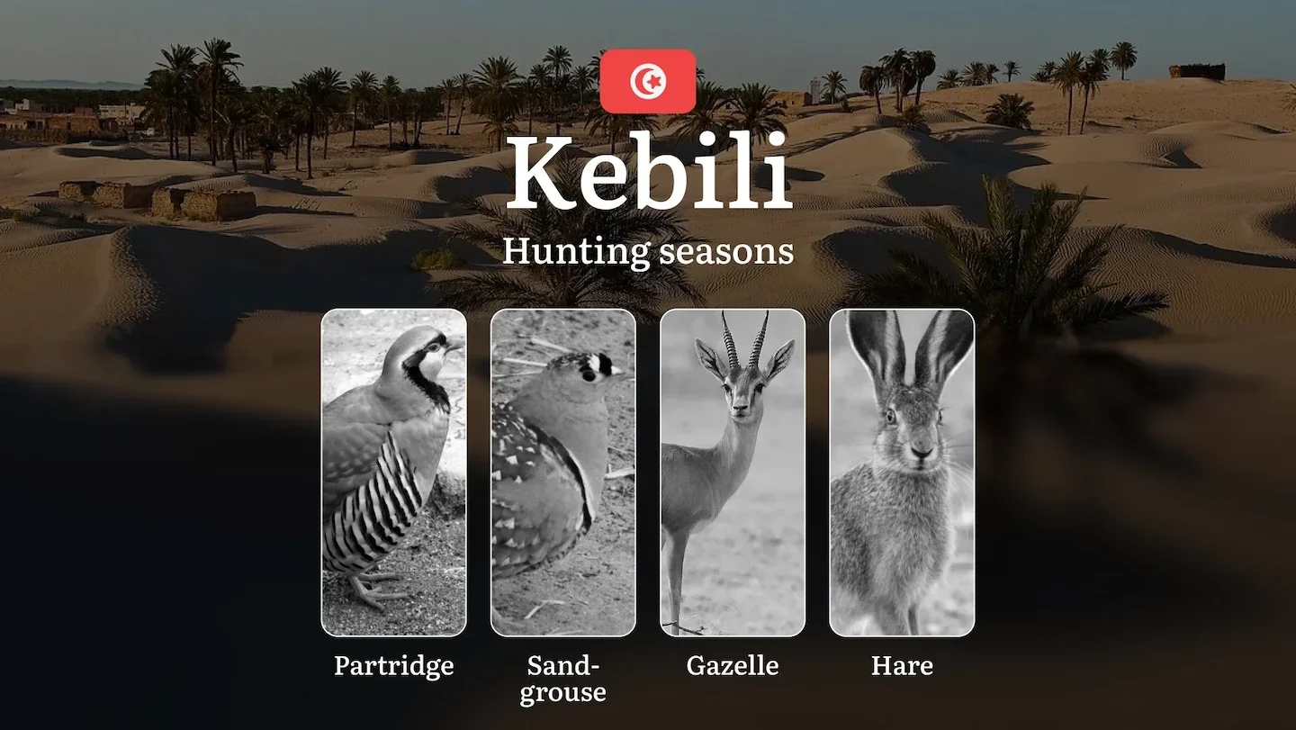 Hunting Seasons in KEBILI: Key Periods, Game Activity, Species-Specific Restrictions, Legal Consequences and Practical R…