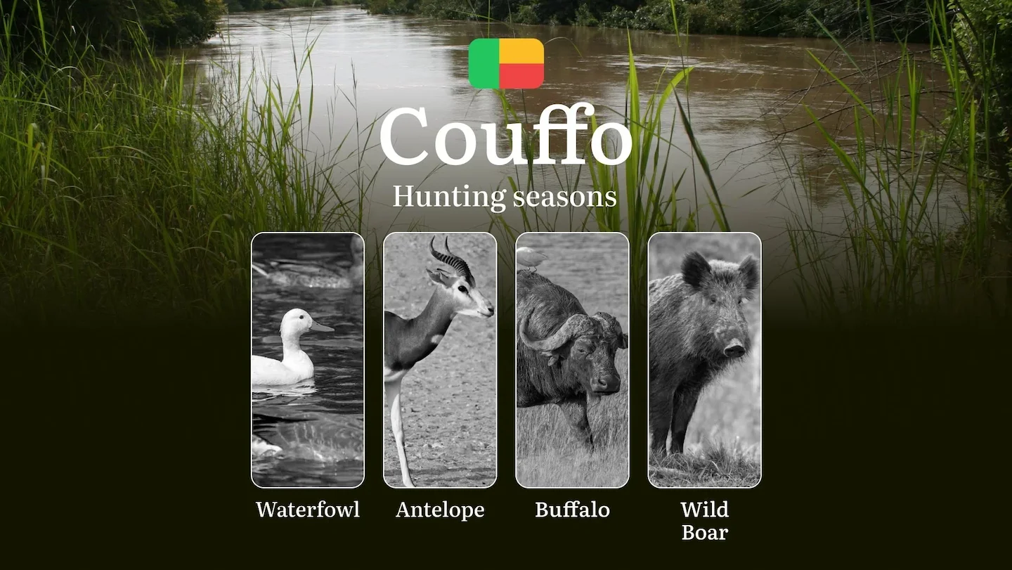 Hunting Time in Benin, COUFFO Region: Key Dates and Rules, Restrictions and Bans, Practical Tips of Choosing the Right T…