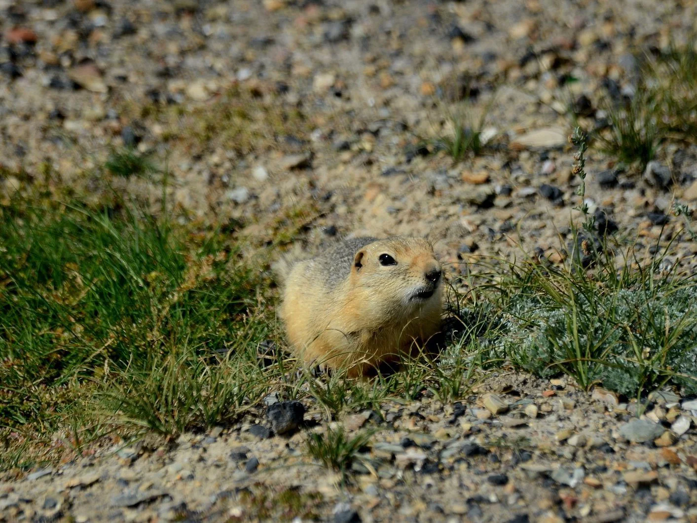 Photo of Langstertgrondseekhoorn (Urocitellus undulatus)