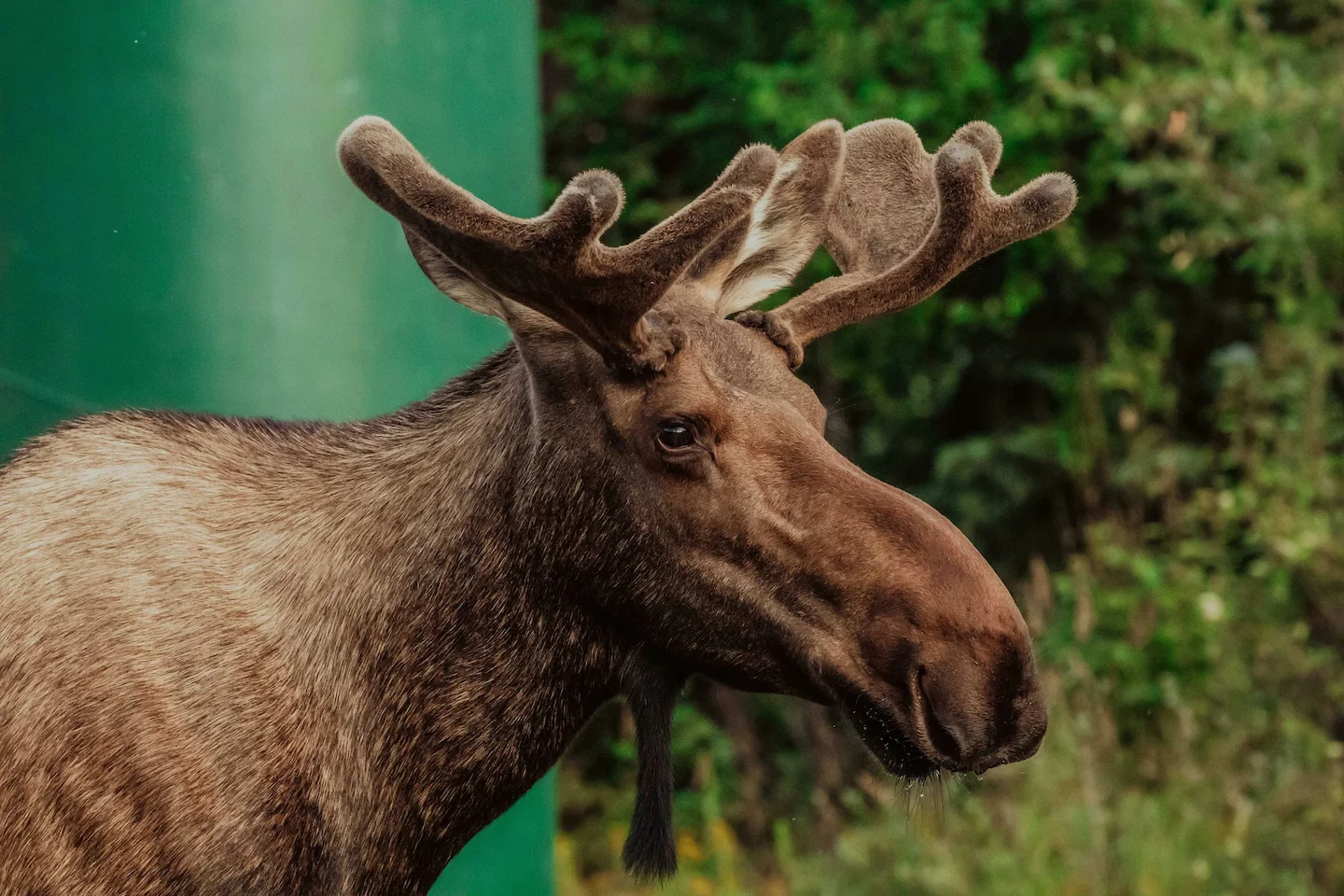 Americans Fined for Shooting Moose from Motorboat in Ontario