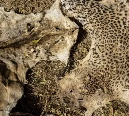 Illegal Lion Skin Trade in Senegal Surges Amid Demand for Mystical Talismans