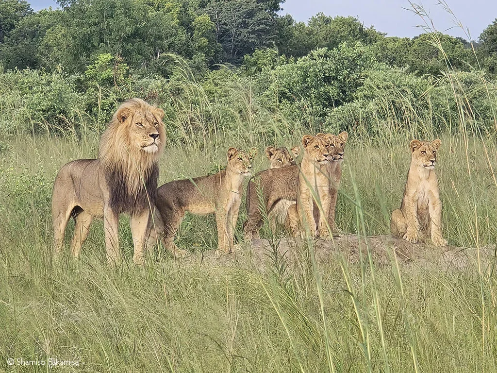 Hunting in Tuli Block, Zimbabwe: Geographical Features and Diverse Types of Hunting in the Region