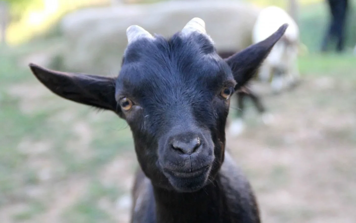 Capra neagra,( Rupicapra rupicapra), in numar de cateva sute de exemplare, este protejata de lege si este o adevarata mandrie a tarii noastre, salasluieste pe crestele alpine, greu accesibile chiar si celor mai experimentati alpinisti. Capra neagra,( Rupicapra rupicapra), in numar de cateva sute de exemplare, este protejata de lege si este o adevarata mandrie a tarii noastre, salasluieste pe crestele alpine, greu accesibile chiar si celor mai experimentati alpinisti.