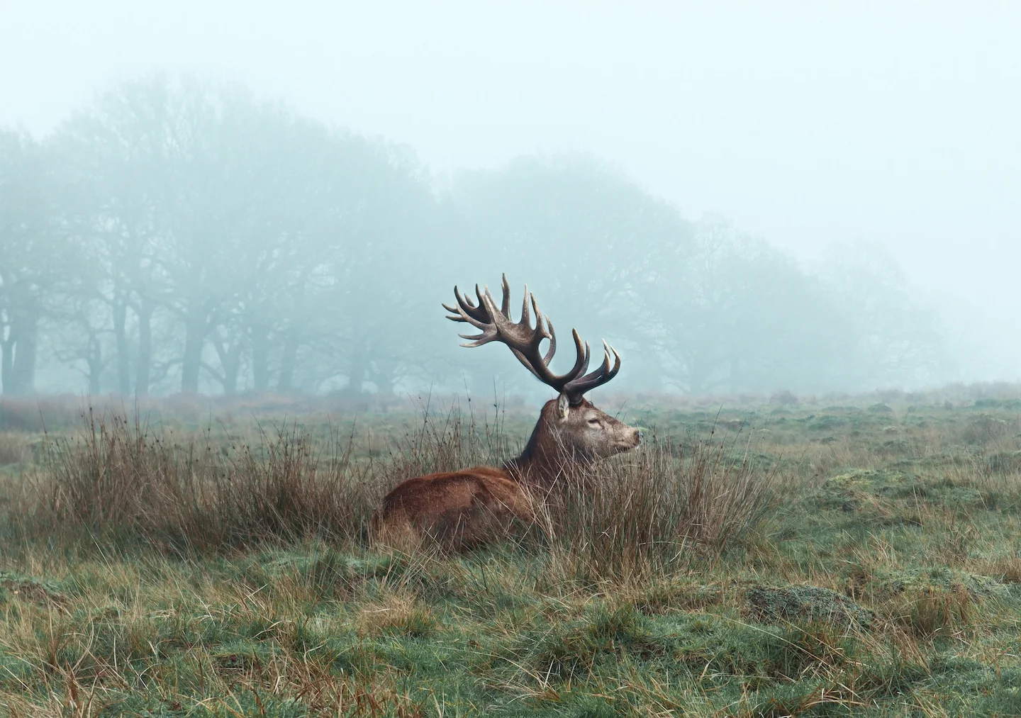 New Zealand's Collaborative Approach to Wild Deer Management