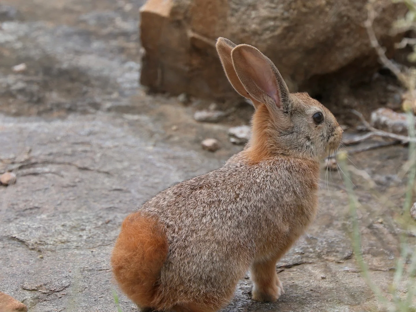 Photo of Hewitt se Rooi Rotkonyn (Pronolagus saundersiae)