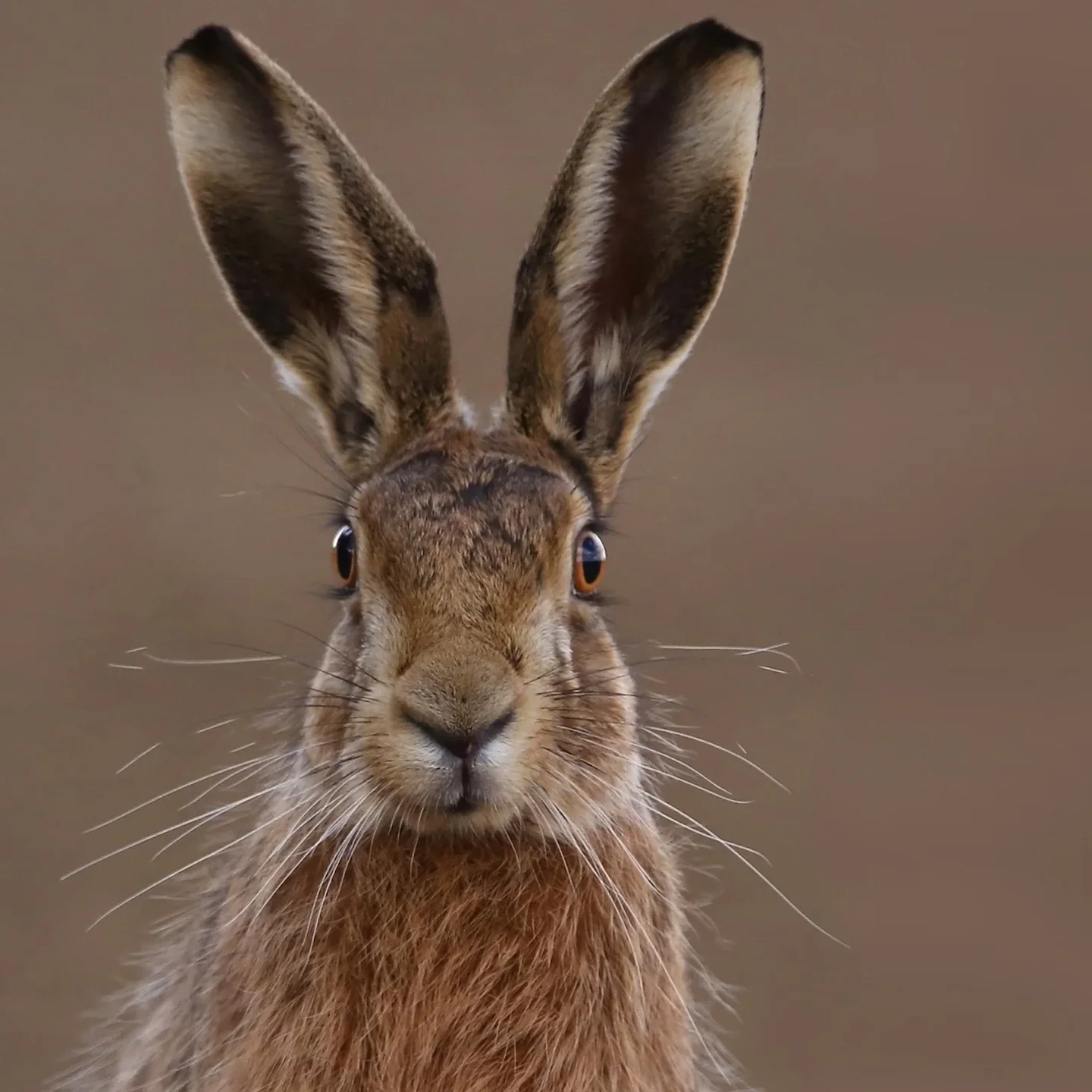 UK Introduces Major Ban on Brown Hare Hunting During Breeding Season