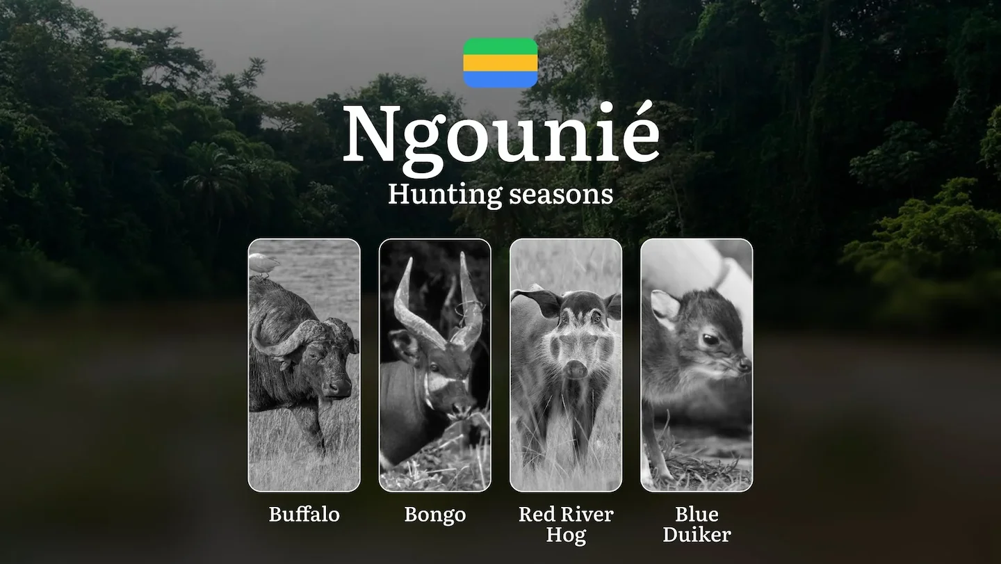 Hunting Seasons in NGOUNIÉ: Optimal Periods, Licensing Requirements, General Regulations, Legal Restrictions and Prohibi…