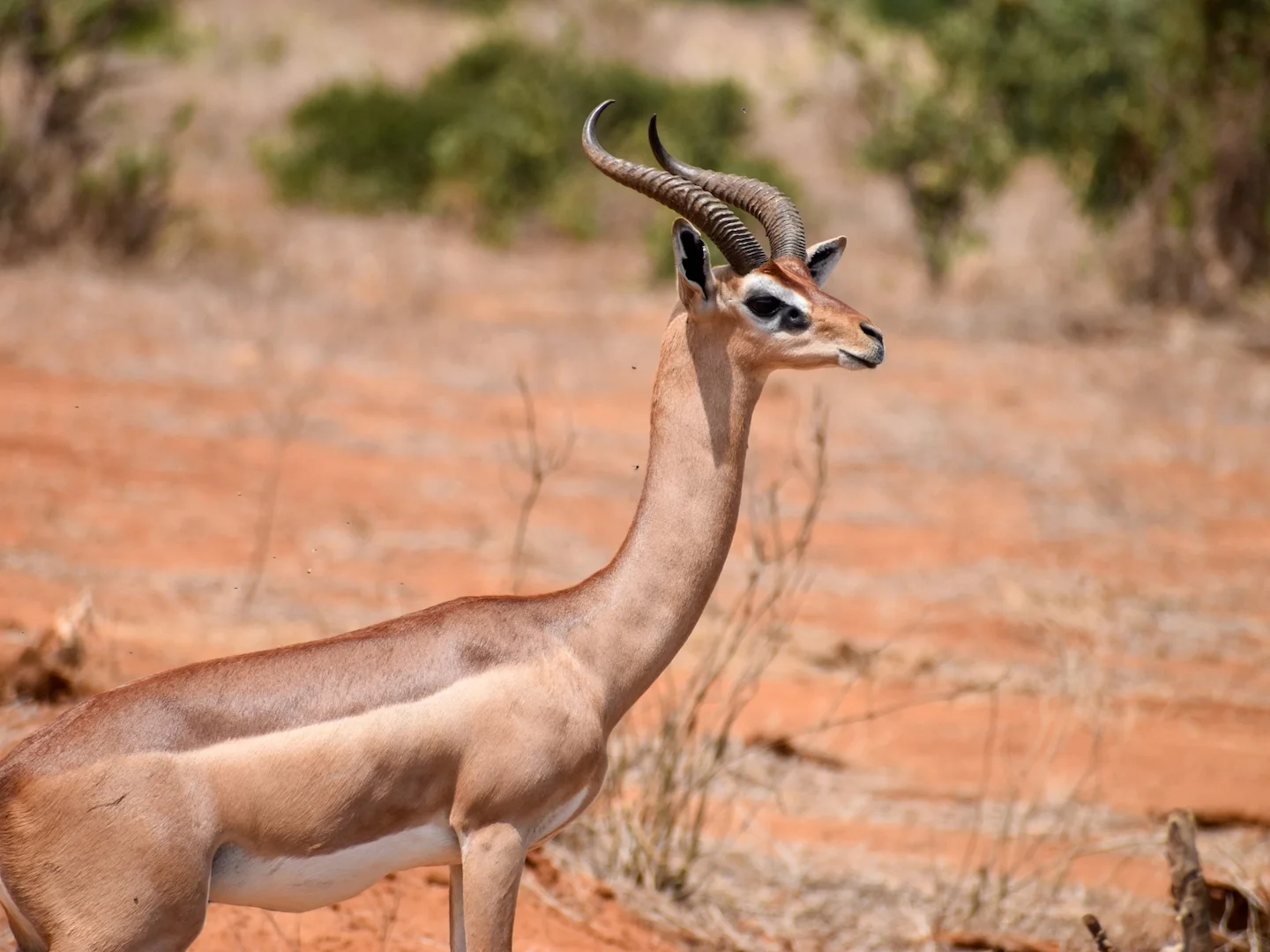 Gazzella giraffa