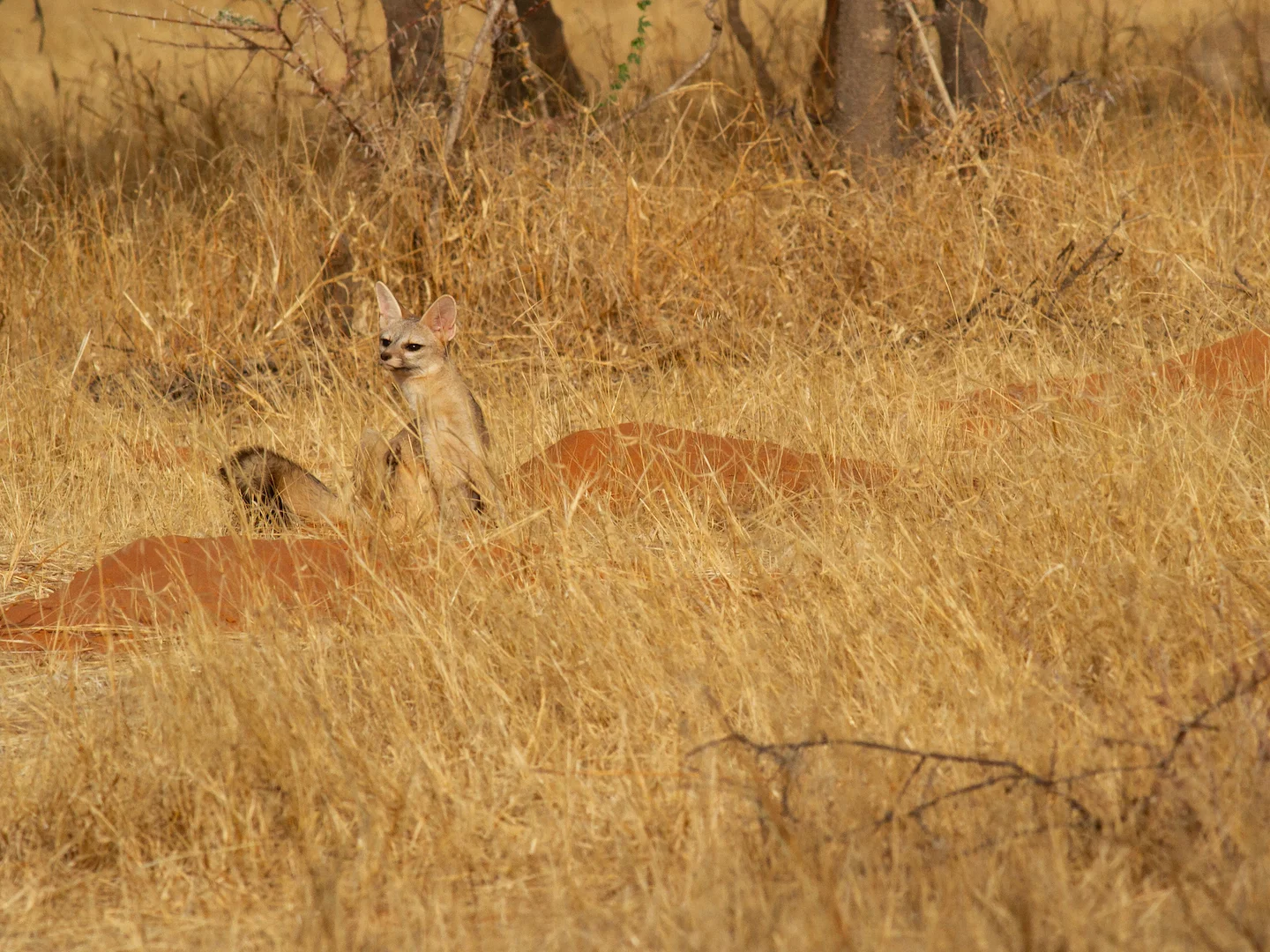 Photo of Bleekvos (Vulpes pallida)