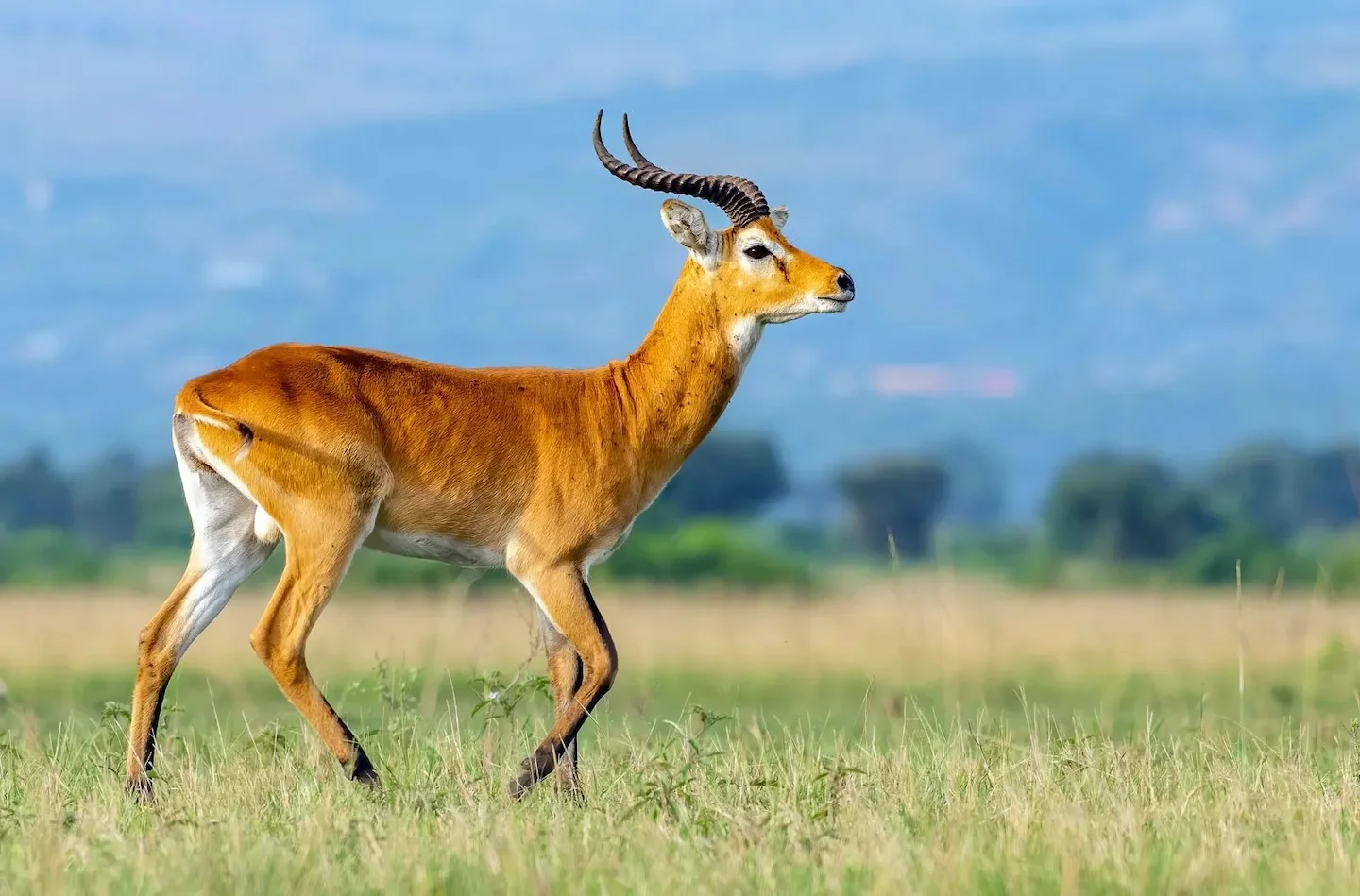कोब (कोब एंटीलोप)
