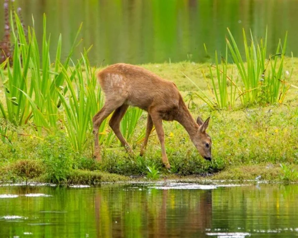 #Arizona Focuses on Wildlife Conservation and Sustainable Outdoor Recreation