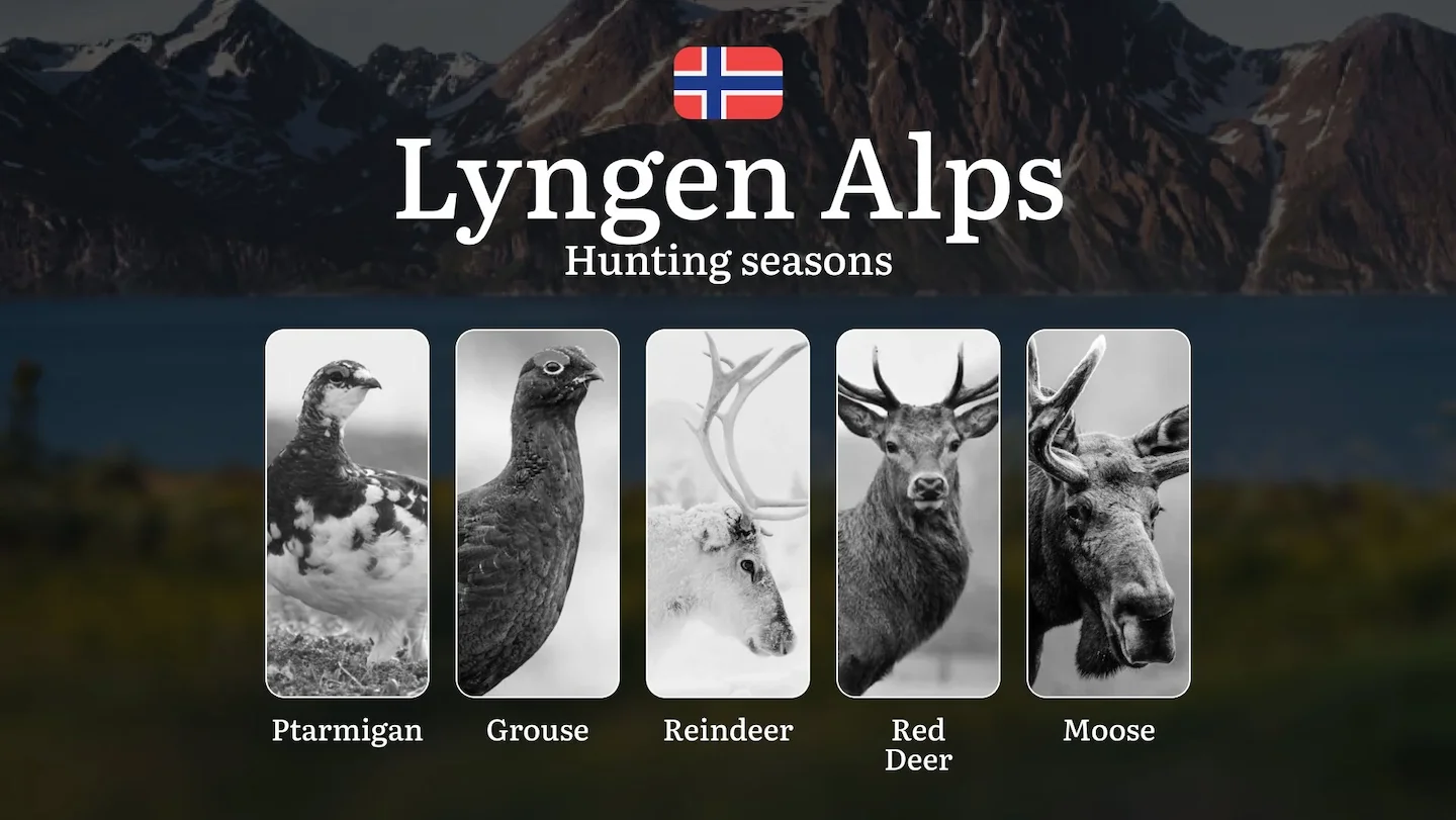 Hunting Periods and Local Rules in Lyngen Alps: Species You Can Hunt Throughout the Year, Seasonal Activity of Game, and…