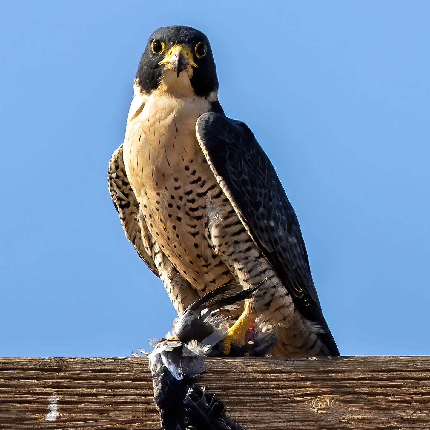 Peregrine Falcons Take Over Glasgow Skyline