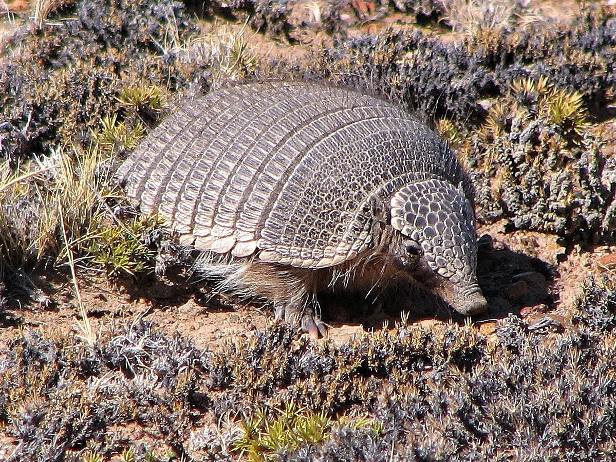 Photo of Dwerghulpskildpad (Zaedyus pichiy)