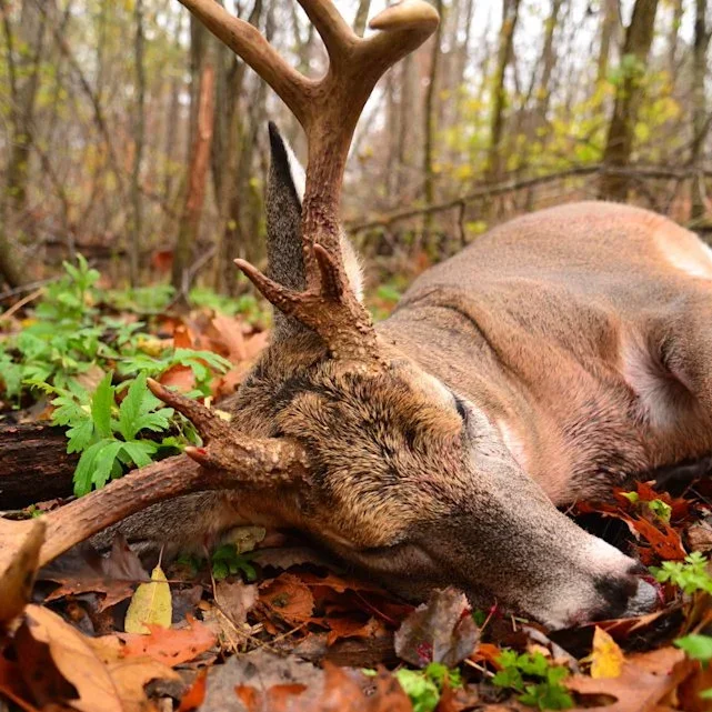 Hunting Trophy Import Ban: UK Government Rejects US Pressure as Debate Intensifies