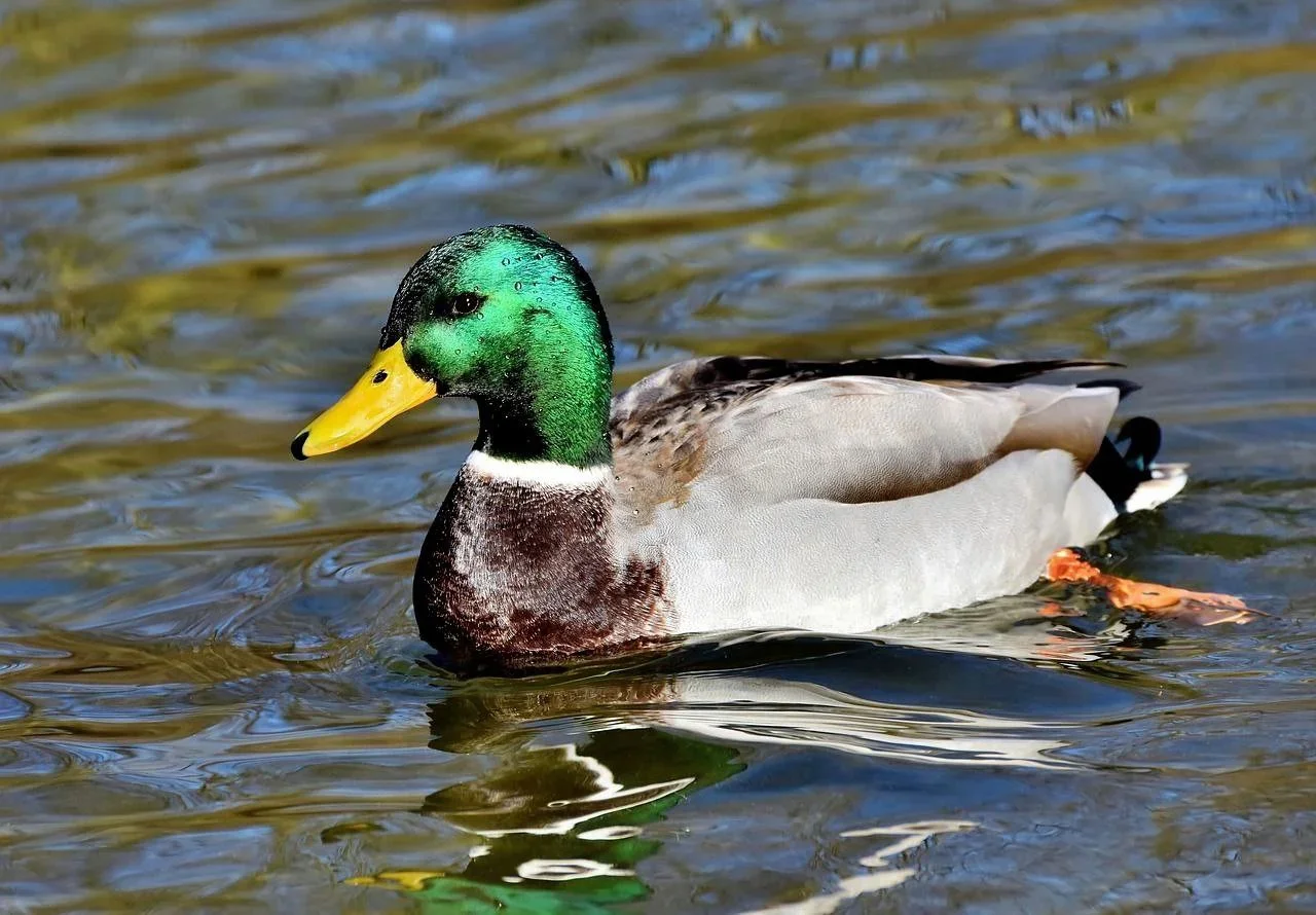 Emergency Duck Cull Approved in Södermanland to Protect Dairy Herds and Prevent Disease Outbreaks