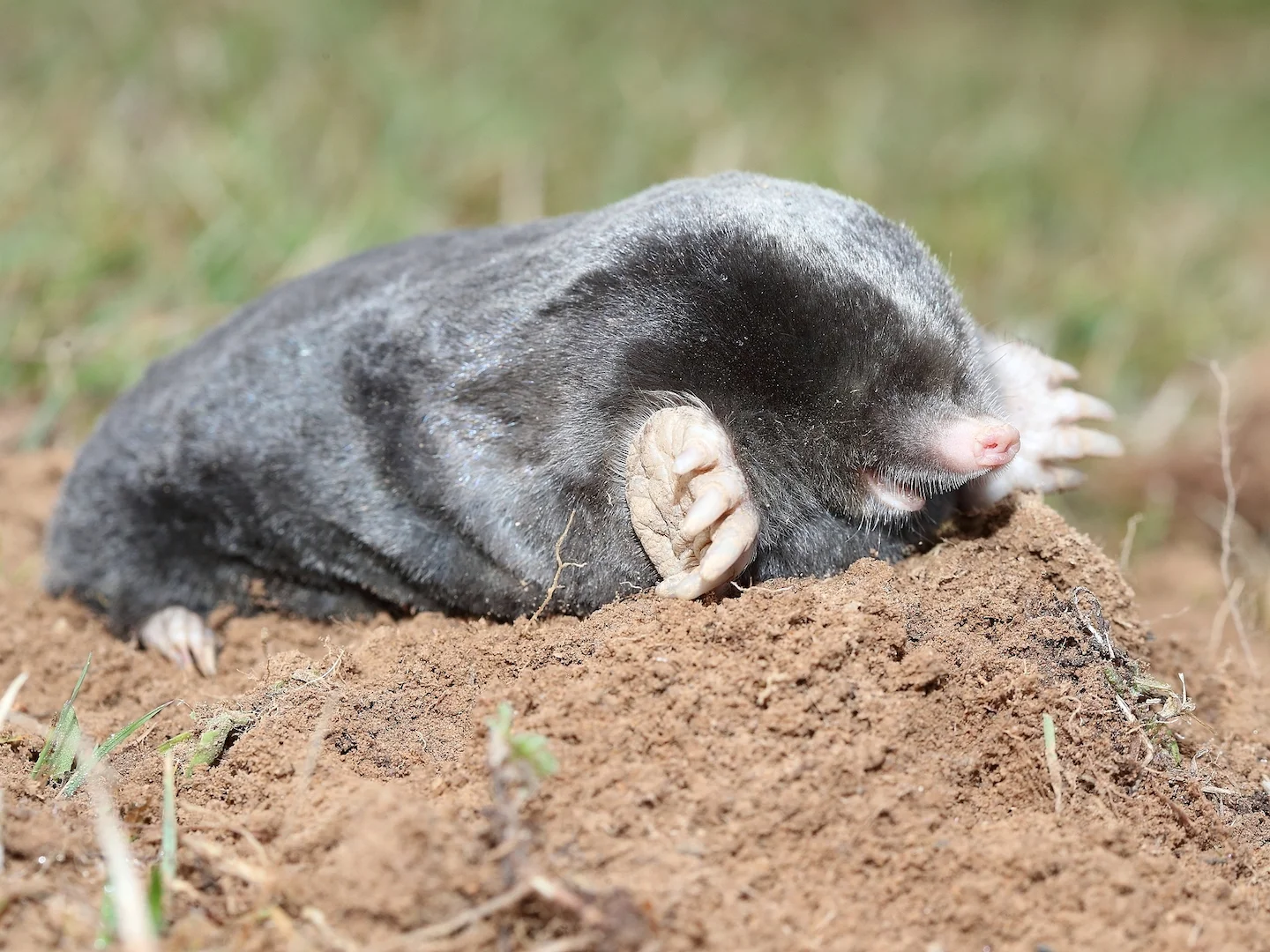 Photo of Balkanmol (Talpa stankovici)