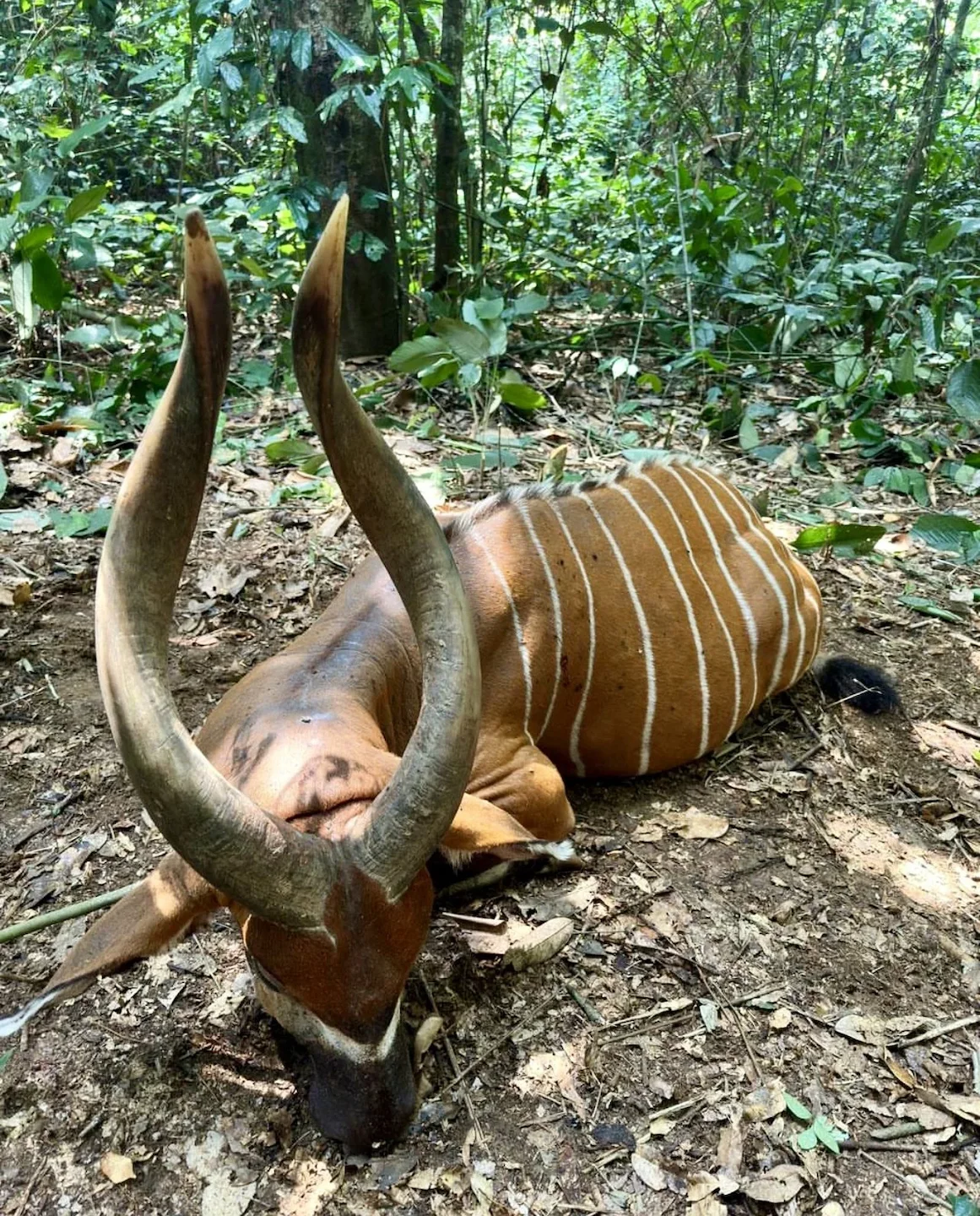 Bongo Hunting in Africa: Methods, Locations, Season, Costs.