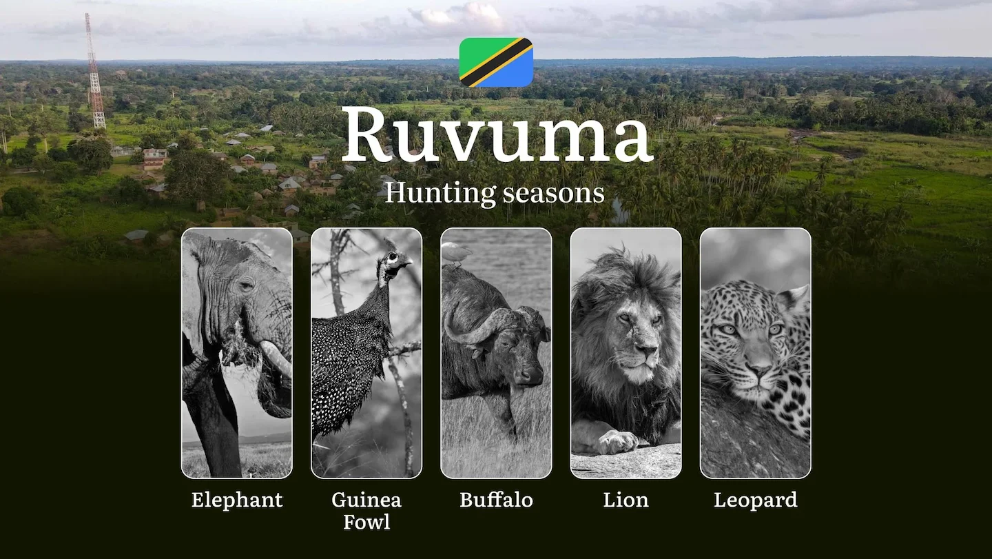 Hunting Date Ranges in Ruvuma: Species Available Throughout the Year, Seasonal Game Patterns, and Steps to Acquire an Of…