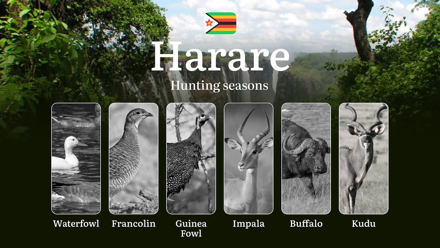 Hunting Seasons in HARARE, Zimbabwe: Hunting Periods, Licenses, Rules, Protected Species and Legal Restrictions