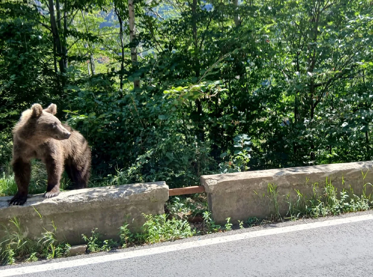 Bär in Tirol gesichtet: Jägerschaft sucht nach Spuren – was die Bärensichtung in Thiersee für Jäger bedeutet